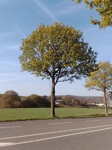 Fr&uuml;hlingsbild Radevornwald