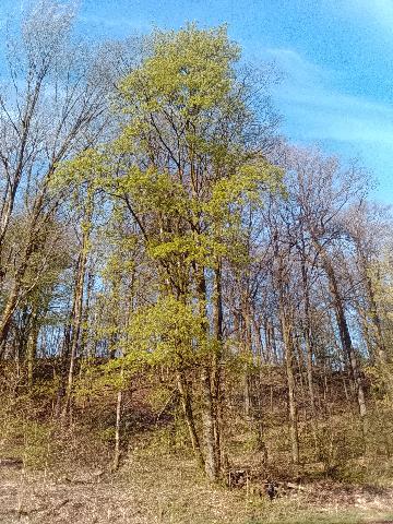 Fr&uuml;hlingsbild Radevornwald