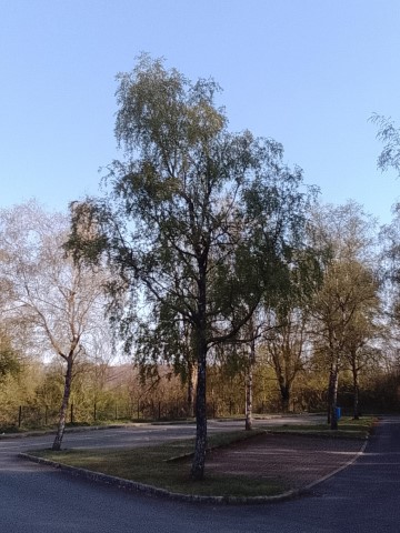Fr&uuml;hlingsbild Radevornwald