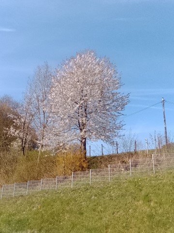Fr&uuml;hlingsbild Radevornwald