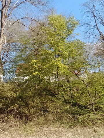 Fr&uuml;hlingsbild Remscheid Lennep