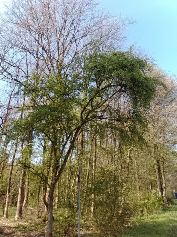 Fr&uuml;hlingsbild Remscheid Lennep