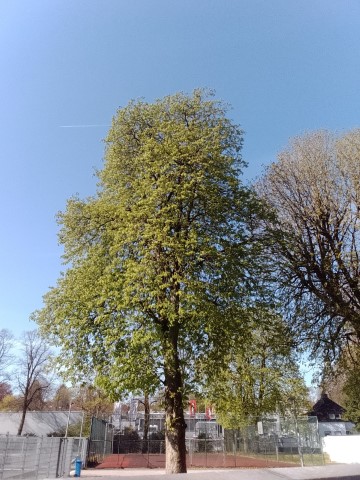 Fr&uuml;hlingsbild Remscheid Lennep
