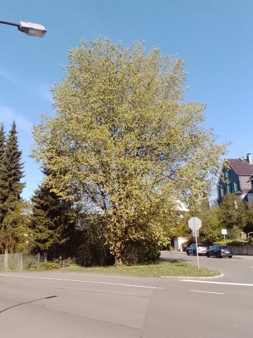 Fr&uuml;hlingsbild Remscheid Lennep