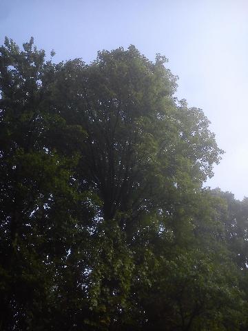 Balkantrasse: Bergisch Born - Remscheid Lennep