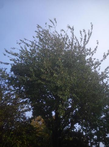 Balkantrasse: Bergisch Born - Remscheid Lennep