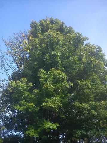 Balkantrasse: Bergisch Born - Remscheid Lennep