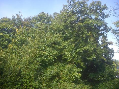 Balkantrasse: Bergisch Born - Remscheid Lennep