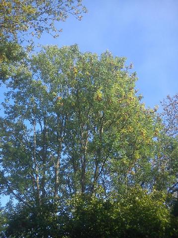 Balkantrasse: Bergisch Born - Remscheid Lennep