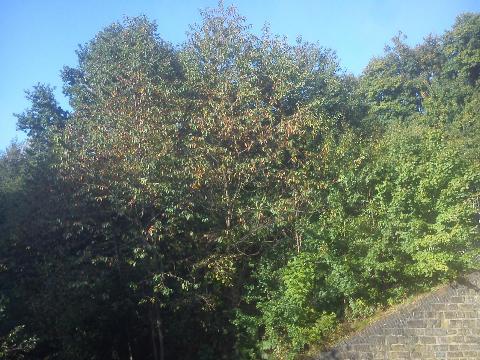 Balkantrasse: Bergisch Born - Remscheid Lennep