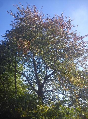 Balkantrasse: Bergisch Born - Remscheid Lennep