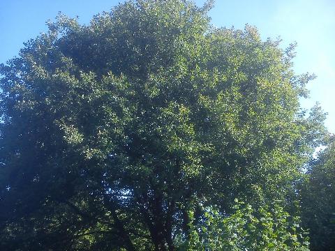 Balkantrasse: Bergisch Born - Remscheid Lennep