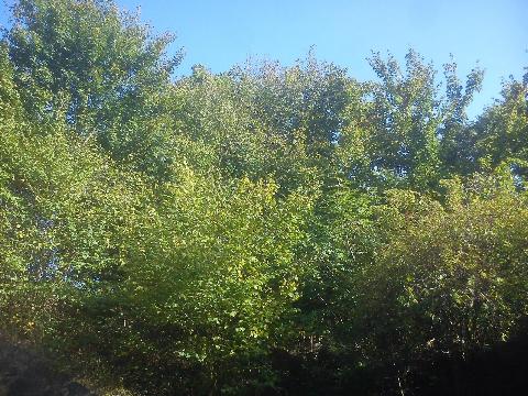 Balkantrasse: Bergisch Born - Remscheid Lennep