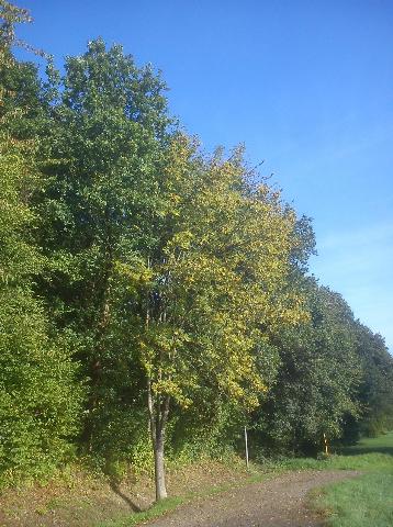 Balkantrasse: Bergisch Born - Remscheid Lennep