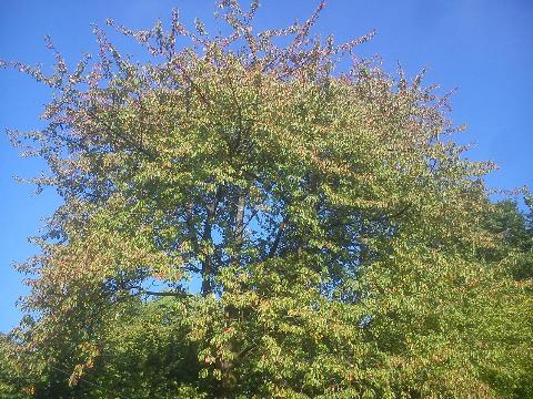 Balkantrasse: Bergisch Born - Remscheid Lennep