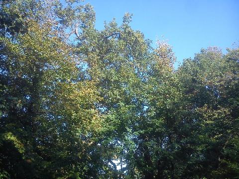 Balkantrasse: Bergisch Born - Remscheid Lennep