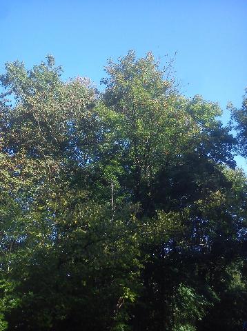 Balkantrasse: Bergisch Born - Remscheid Lennep