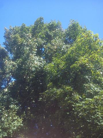 Balkantrasse: Bergisch Born - Remscheid Lennep