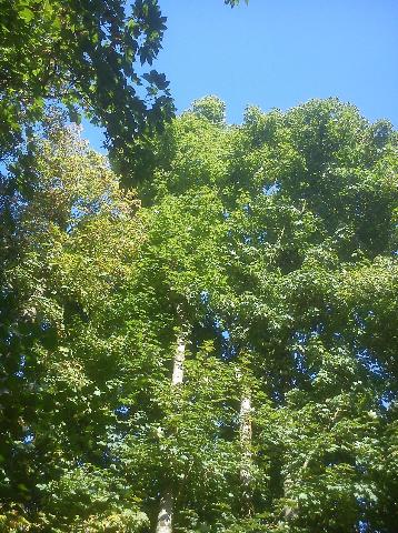 Balkantrasse: Bergisch Born - Remscheid Lennep