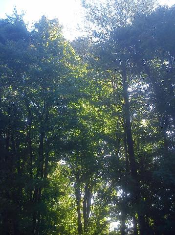 Balkantrasse: Bergisch Born - Remscheid Lennep
