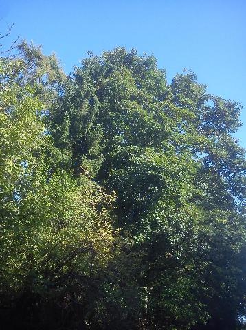 Balkantrasse: Bergisch Born - Remscheid Lennep