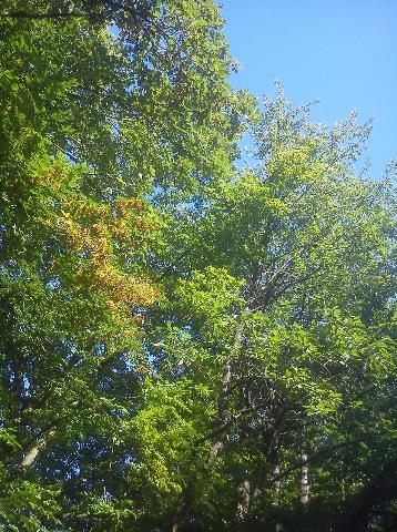 Balkantrasse: Bergisch Born - Remscheid Lennep