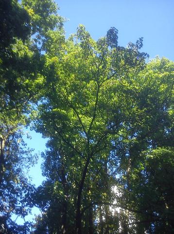 Balkantrasse: Bergisch Born - Remscheid Lennep