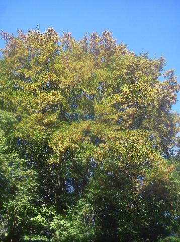 Balkantrasse: Bergisch Born - Remscheid Lennep