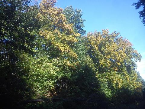 Balkantrasse: Bergisch Born - Remscheid Lennep