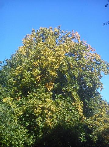 Balkantrasse: Bergisch Born - Remscheid Lennep