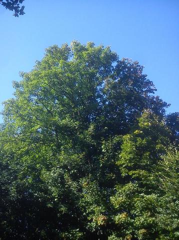 Balkantrasse: Bergisch Born - Remscheid Lennep