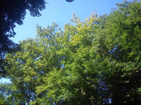 Balkantrasse: Bergisch Born - Remscheid Lennep