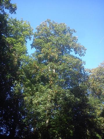 Balkantrasse: Bergisch Born - Remscheid Lennep