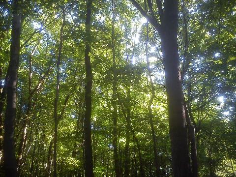 Balkantrasse: Bergisch Born - Remscheid Lennep