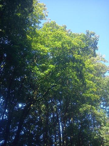 Balkantrasse: Bergisch Born - Remscheid Lennep