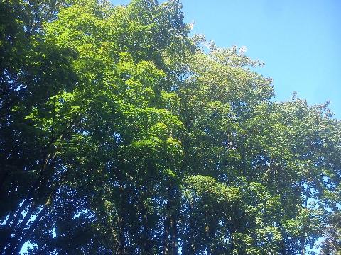 Balkantrasse: Bergisch Born - Remscheid Lennep