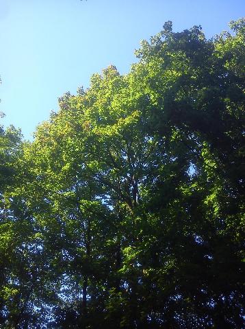 Balkantrasse: Bergisch Born - Remscheid Lennep