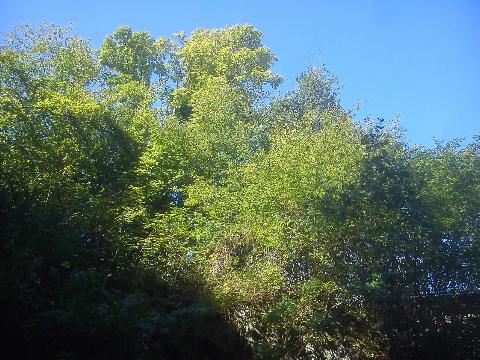 Balkantrasse: Bergisch Born - Remscheid Lennep