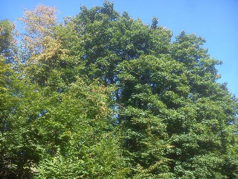 Balkantrasse: Bergisch Born - Remscheid Lennep