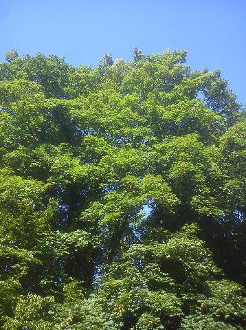 Balkantrasse: Bergisch Born - Remscheid Lennep