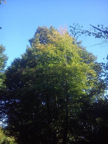 Balkantrasse: Bergisch Born - Remscheid Lennep