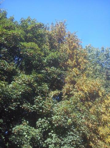 Balkantrasse: Bergisch Born - Remscheid Lennep