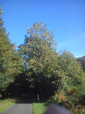 Balkantrasse: Bergisch Born - Remscheid Lennep