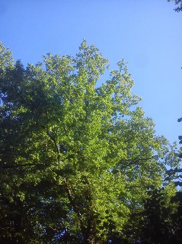 Balkantrasse: Bergisch Born - Remscheid Lennep