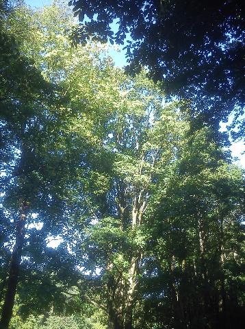 Balkantrasse: Bergisch Born - Remscheid Lennep