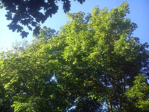 Balkantrasse: Bergisch Born - Remscheid Lennep