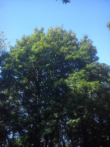 Balkantrasse: Bergisch Born - Remscheid Lennep