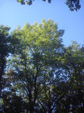 Balkantrasse: Bergisch Born - Remscheid Lennep