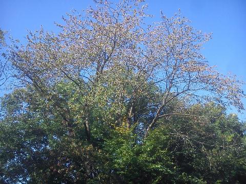 Balkantrasse: Bergisch Born - Remscheid Lennep