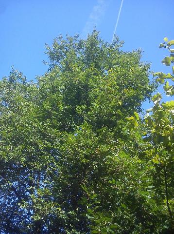 Balkantrasse: Bergisch Born - Remscheid Lennep